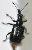 Lasiorhynchites sp.